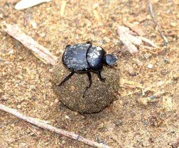 DUNG BEETLE, sp (Canthon, sp) (7-24-13) patagonia lake state park, scc, az -01