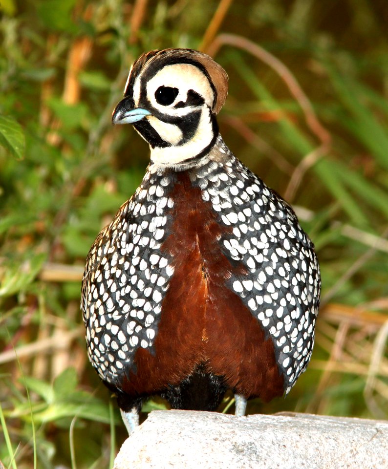 072 - MONTEZUMA QUAIL (8-20-2014) 78 circulo montana, patagonia lake ranch estates, scc, az -11