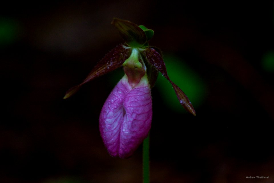 Pink Lady's Slipper