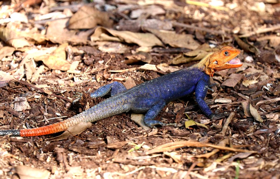 RED-HEADED AGAMA (Agama agama africana) (2-4-2016) dade co, fl -01