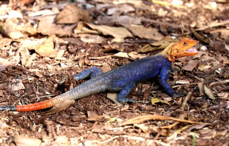 RED-HEADED AGAMA (Agama agama africana) (2-4-2016) dade co, fl -01
