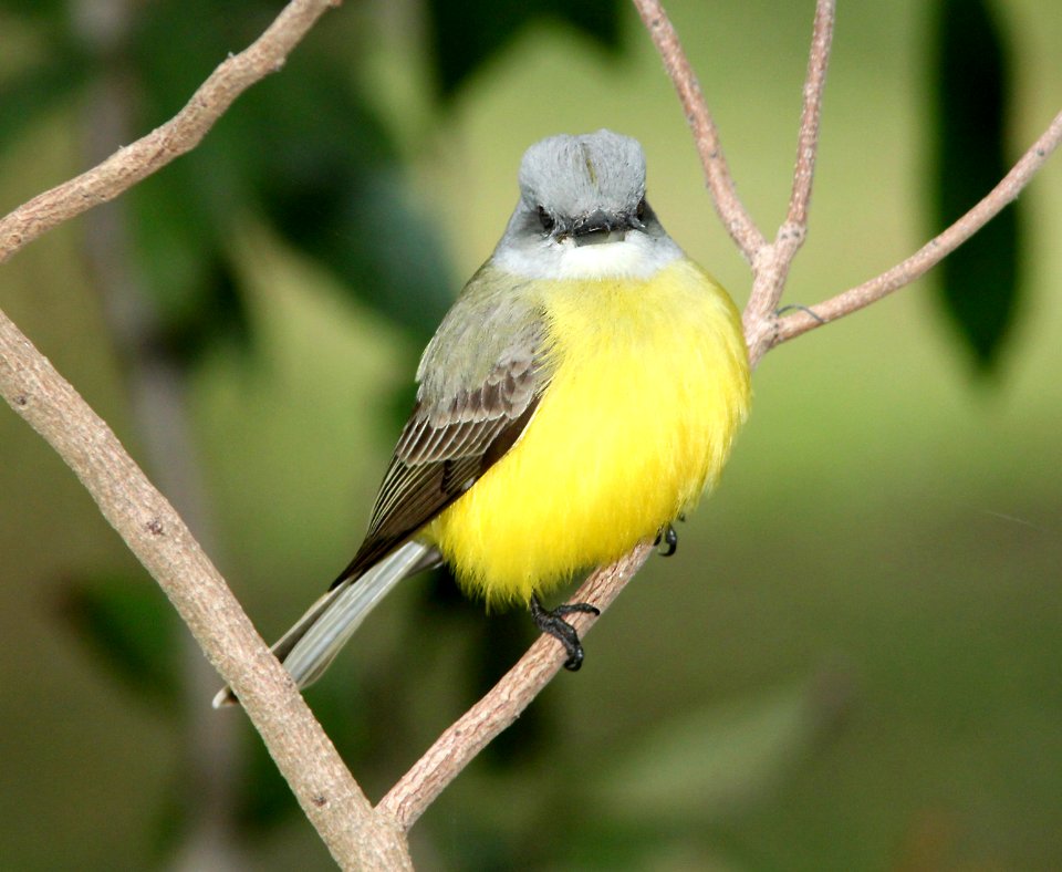 603 - COUCH'S KINGBIRD (2-1-10) estero llano grande, weslaco, tx  (8)