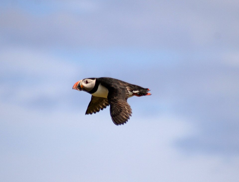 Atlantic Puffin