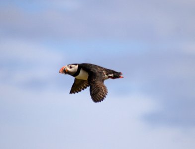 Atlantic Puffin