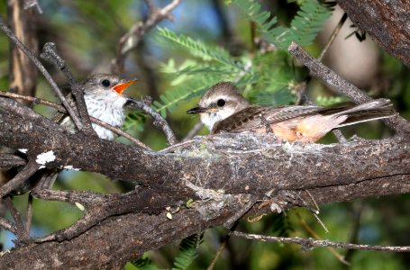 589 - VERMILION FLYCATCHER (5-2-2017) patagonia lake, santa cruz co, az -02