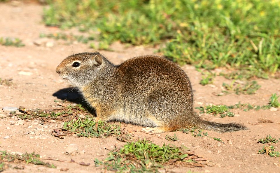 GROUND-SQUIRREL, WYOMING (Spermophilus elegans) (7-18-2020) cottonwood lake road out of smoot, lincoln co, wy -01