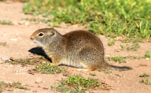 GROUND-SQUIRREL, WYOMING (Spermophilus elegans) (7-18-2020) cottonwood lake road out of smoot, lincoln co, wy -01