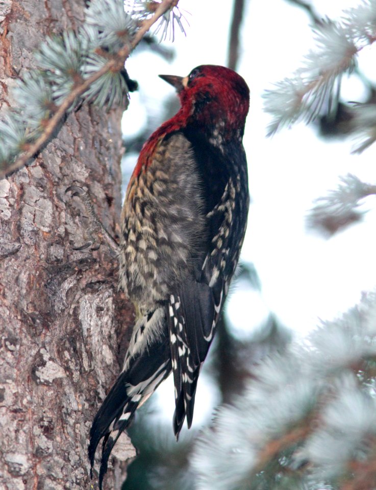 531 - RED-BREASTED SAPSUCKER (1-3-2015) monterey co, ca