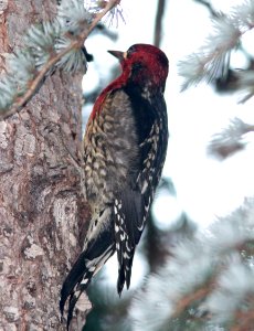 531 - RED-BREASTED SAPSUCKER (1-3-2015) monterey co, ca