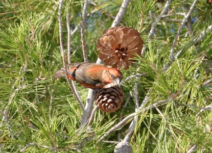 965 - RED CROSSBILL (11-22-2017) Rio Rico Golf Course, santa cruz co, az -01
