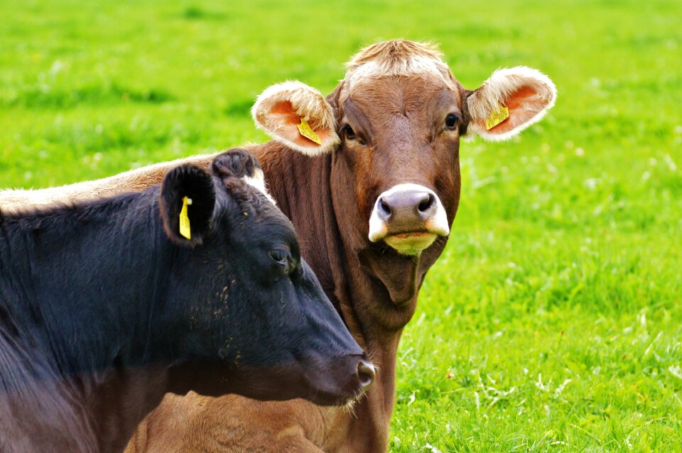 Cute ruminant dairy cattle