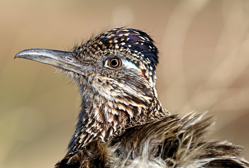 446 - GREATER ROADRUNNER (5-23-2017) 78 circulo montana, patagonia lake ranch estates, scc, az -01