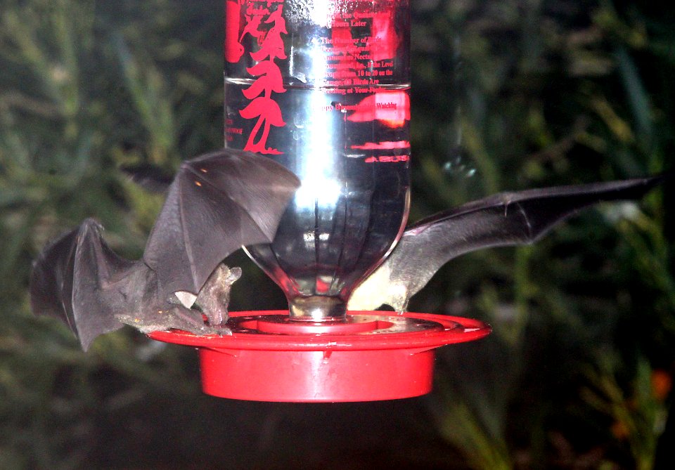 BAT, LESSER LONG-NOSE (Leptonycteris curasoe yerbabuenae) (9-15-10) yard, west of patagonia, scc, az -02