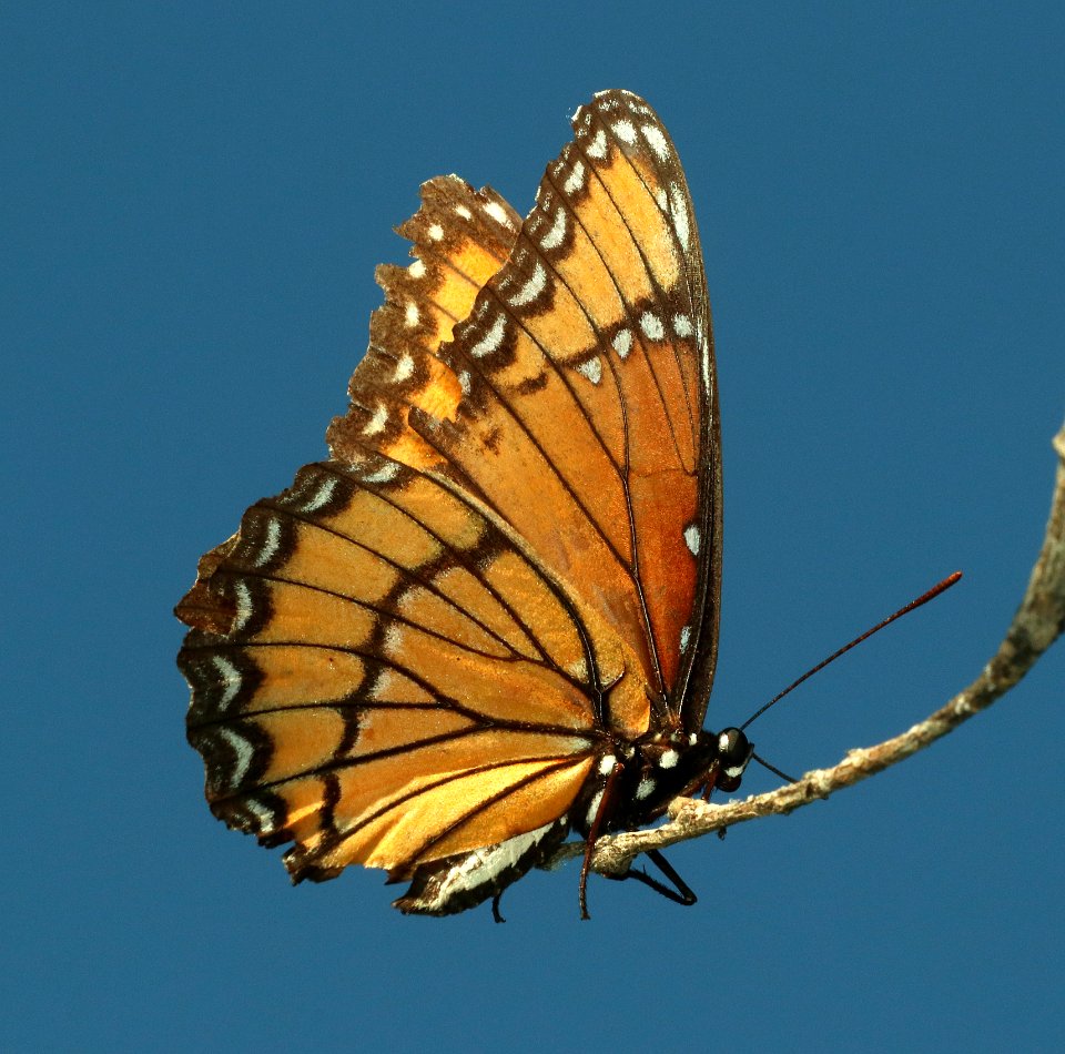 VICEROY (Limenitis archippus) (7-23-2018) patagonia lake, santa cruz co, az -01