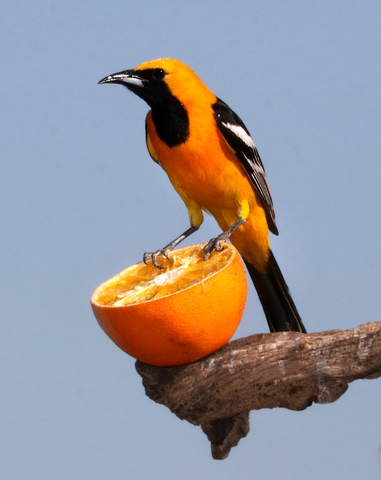 945 - HOODED ORIOLE (5-20-2017) 78 circulo montana, patagonia lake ranch estates, scc, az -05