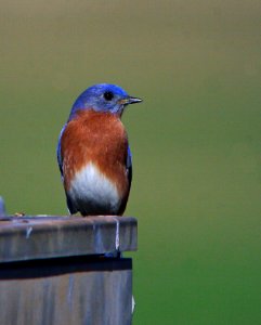 Eastern Bluebird photo