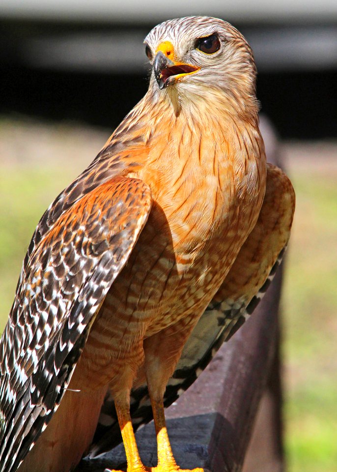 223 - RED-SHOULDERED HAWK (2-22-13) highlands hammock state park, okeechobee co, fl  (6)