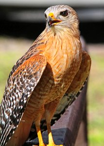 223 - RED-SHOULDERED HAWK (2-22-13) highlands hammock state park, okeechobee co, fl  (6)