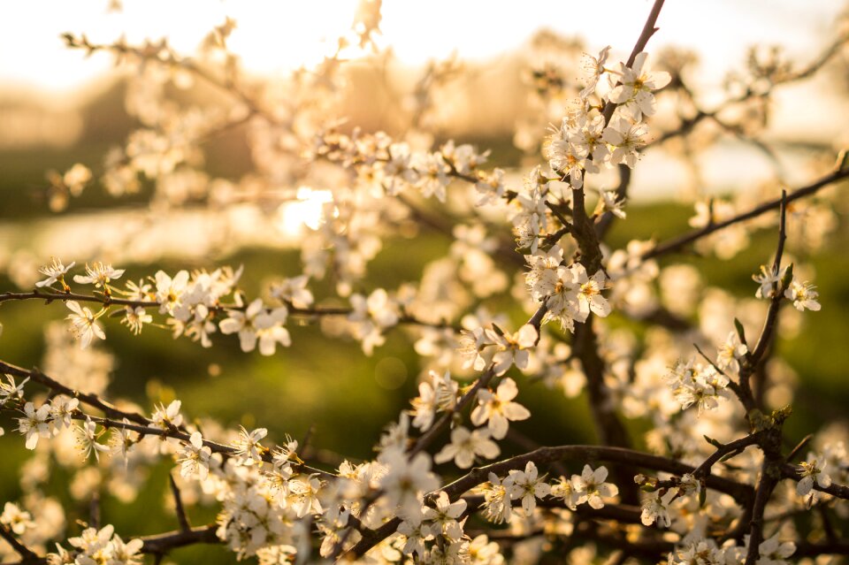 Spring nature flower