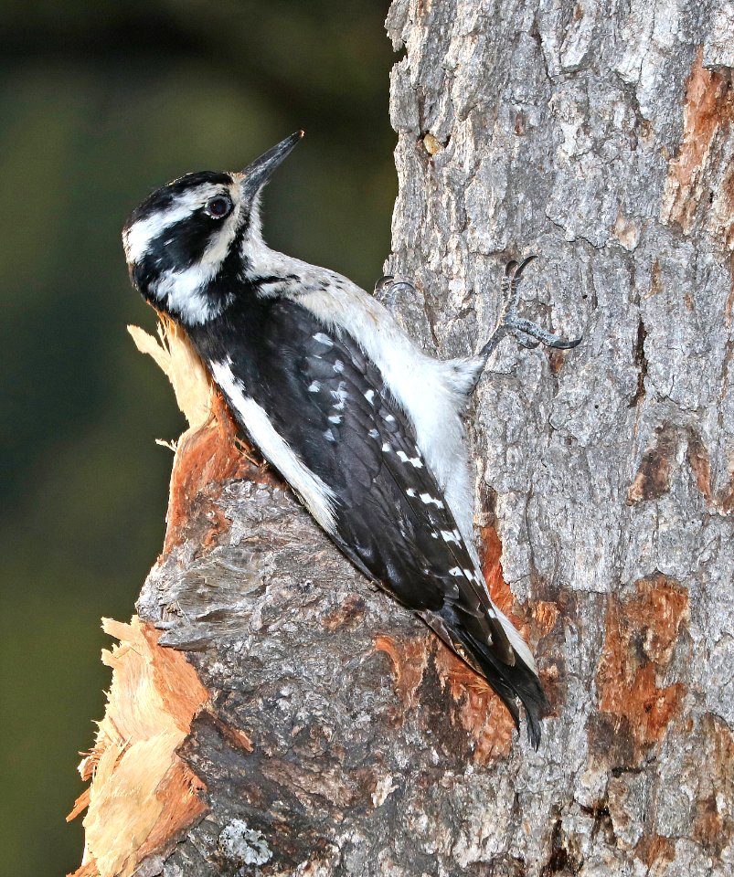 536 - HAIRY WOODPECKER (5-14-2017) apache nat forest, 5 miles south of show low, navajo co, az -04