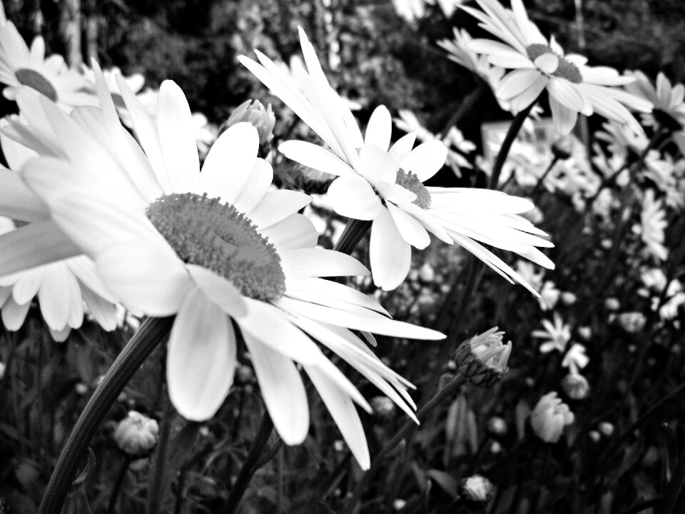 Black and white flower summer