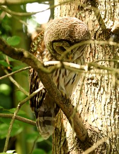464 - BARRED OWL (6-19-2017) greensboro, guilford co, nc -02