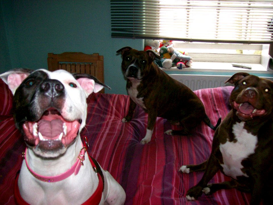 Sasha, Treacle & Tiger-Lily