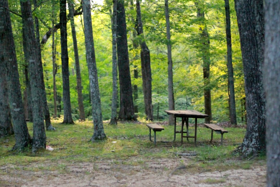 Soft focus picnic nature