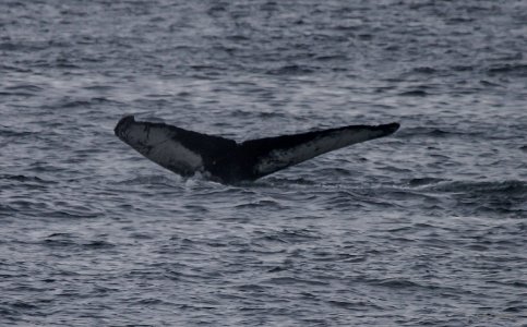 Humpback Whale