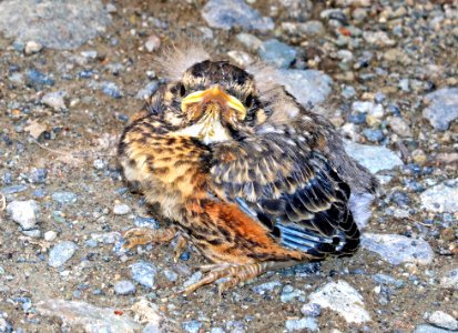 756 - AMERICAN ROBIN (6-25-2016) denali highway, mile p13 pass, near paxson, alaska -01