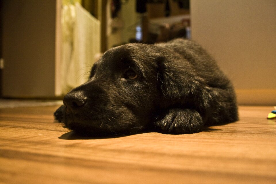 Flat-coated retriever animal pet