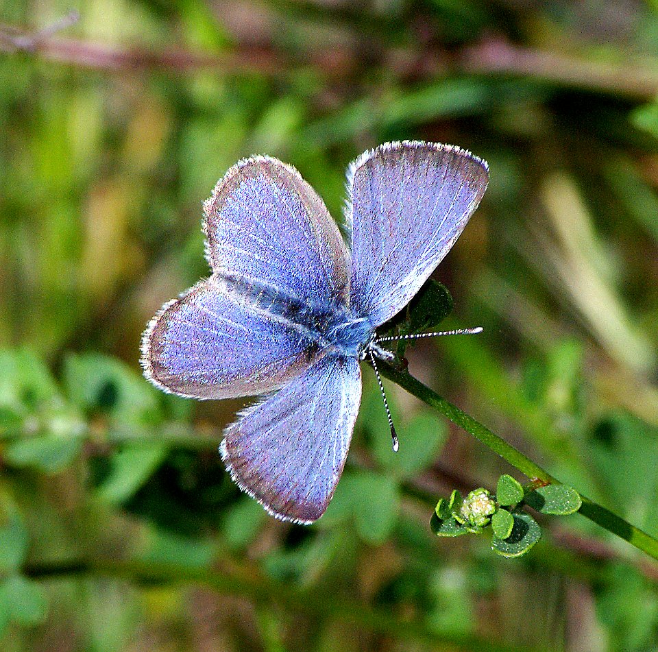 BLUE, SILVERY (glaucopsyche lygdamus) (4-08-07) canet rd, morro bay, slo co, ca (1)
