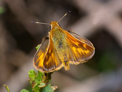 SKIPPER, WOODLAND (Ochlodes sylvanoides) (7-9-08) canet rd, morro bay, slo co, ca