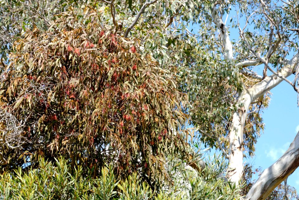 Amyema pendulum 071008-7307