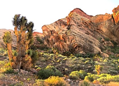 COVID 19 ESCAPE TRIP (4-2-2020) am walk at north campsite, gold buttes national monument, nevada -15 PHOTOSHOP WATERCOLOR