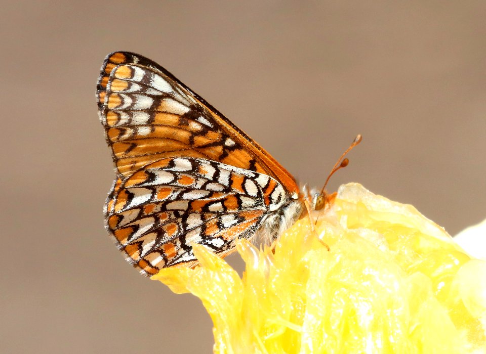 CHECKERSPOT, VARIABLE (Euphydryas chalcedona) (4-11-2018) timber camp, off rte 77, gila county, az -03