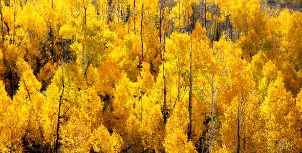 BOULDER MT, GARFIELD COUNTY, UT - 2016-09-30 fall color (9)