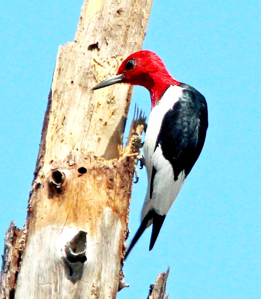 523 - RED-HEADED WOODPECKER (2-1-13) manatee co, fl  (5)