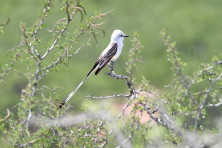 610 - SCISSOR-TAILED FLYCATCHER (4-17-12) near laredo, tx  (1)
