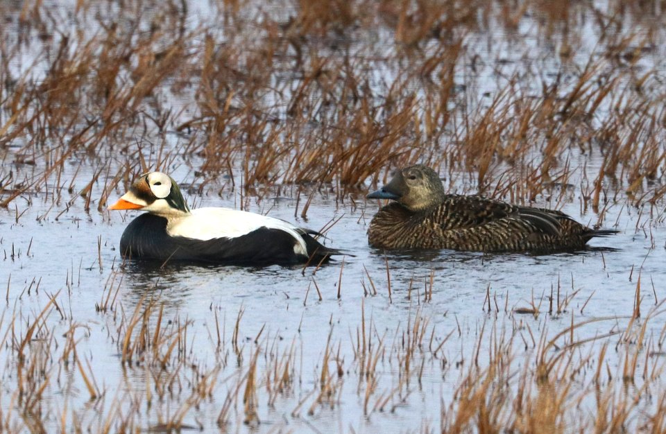 048 - SPECTACLED EIDER (6-17-2016) barrow, alaska -05