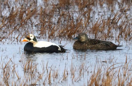 048 - SPECTACLED EIDER (6-17-2016) barrow, alaska -05