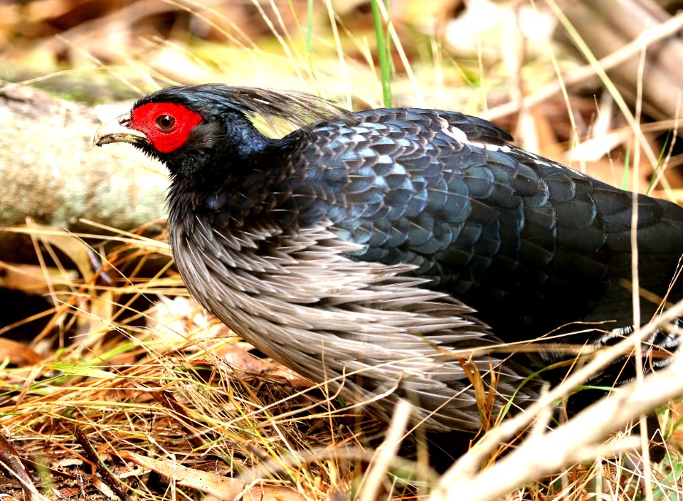 KALIJ PHEASANT (9-9-2017) kipukapuaulu trail, kilauea area, hawai'i co, hawaii -04 male