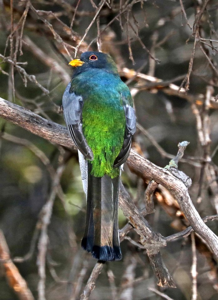 514 - ELEGANT TROGON (4-3-2017) upper humboldt canyon, patagonia mts, santa cruz co, az -05