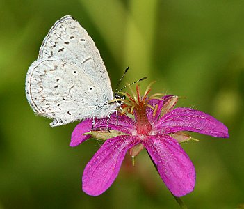 SPRING AZURE (Celastrina ladon)  (8-30-10) garden cyn, huachuca mts, az -01