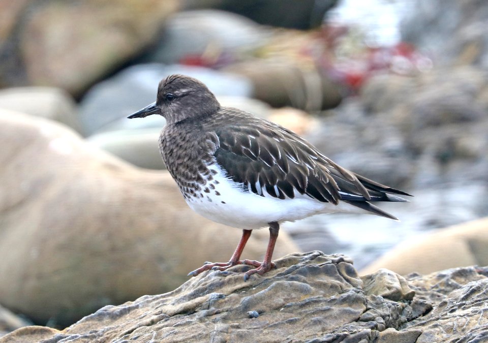 306 - BLACK TURNSTONE (12-24-2017) estero bluffs, san luis obispo co, ca -01
