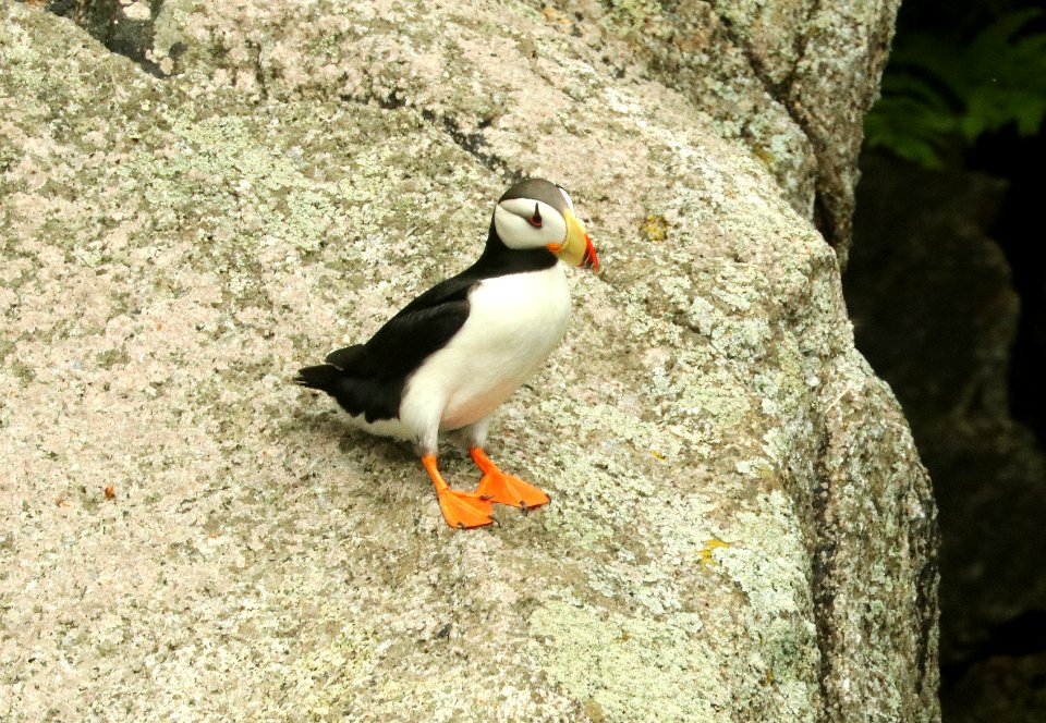 420 - HORNED PUFFIN (6-16-2019) northwest glacier tour, kenai fjords nat park, out of seward, ak -07