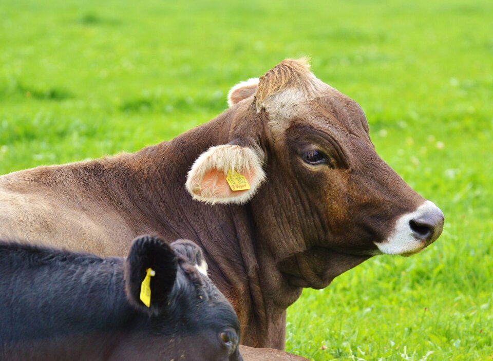 Cute ruminant dairy cattle