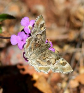 POWDERED-SKIPPER, ARIZONA (Systasea zampa) (12-14-2014) 78 circulo montana, patagonia lake ranch estates, scc, az