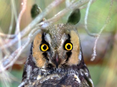 466 - LONG-EARED OWL (11-20-08) carrizo plain, slo co, ca (3)
