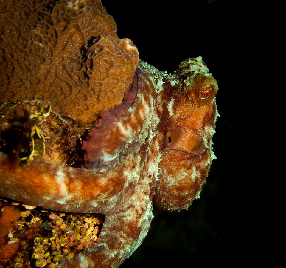 OctopusNightdive1-1